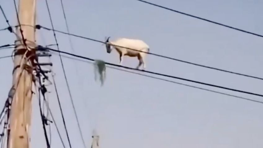 Cabra voladora poste de luz