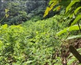 coca-zonas-montanosas