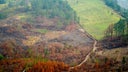 deforestacion-en-honduras-1
