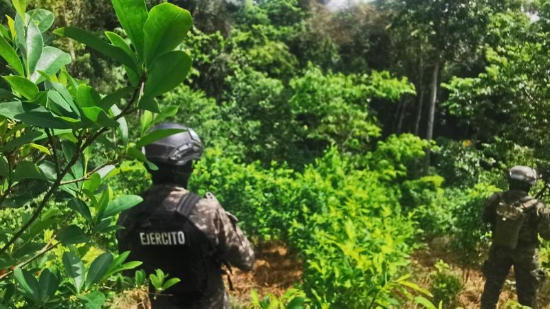 Más arbustos coca Iriona
