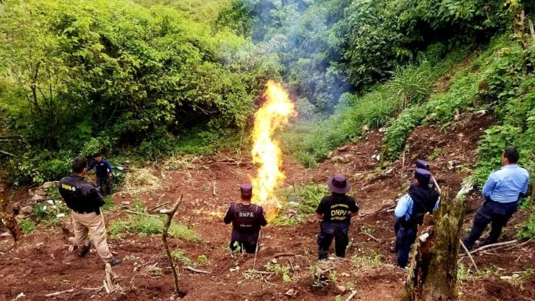 Erradican plantación de 4 mil plantas de marihuana en Comayagua