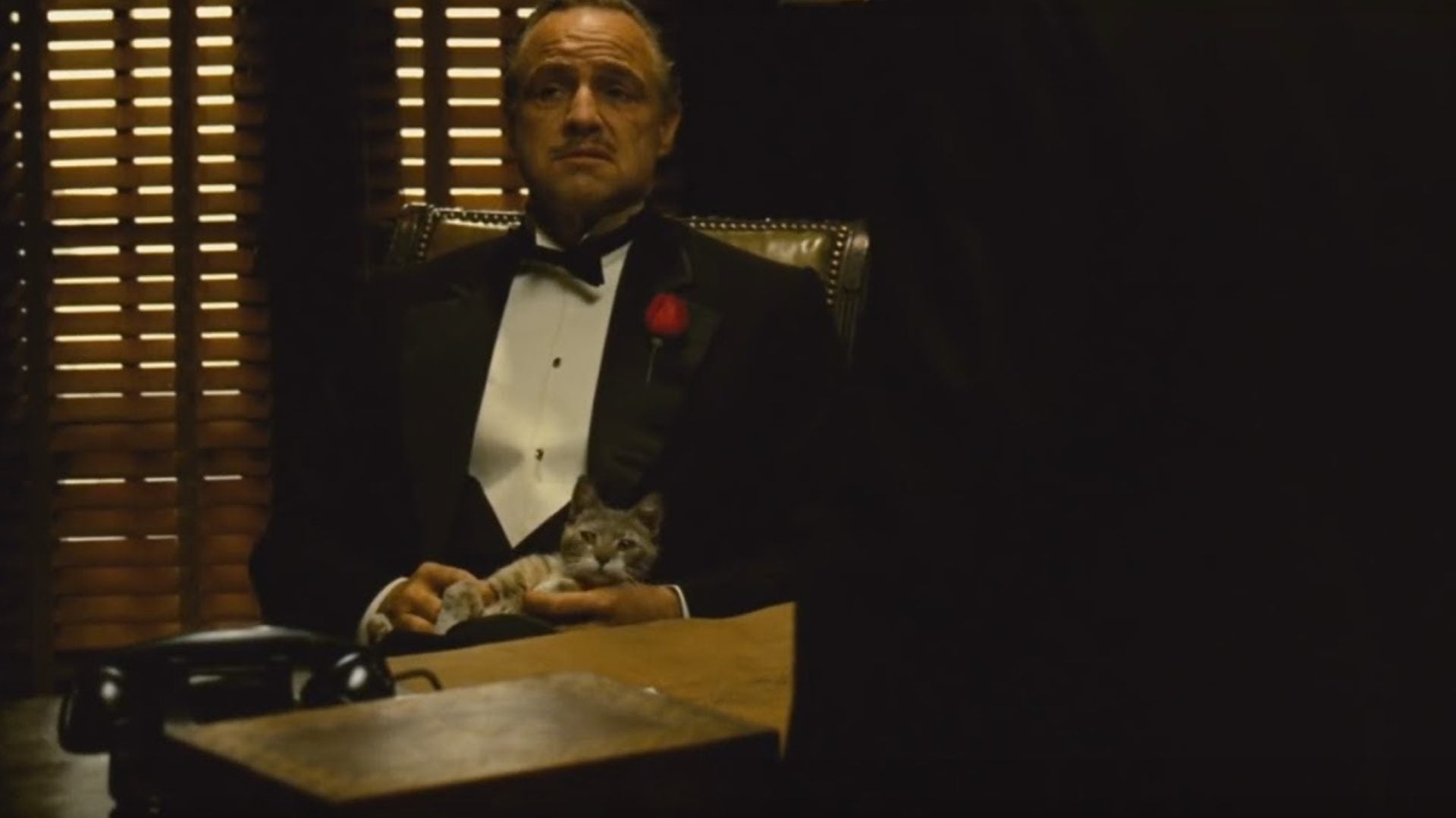 Gato 10