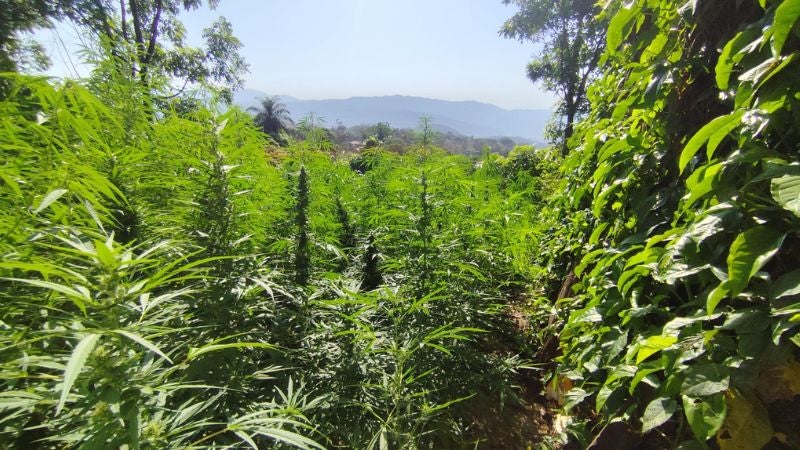 Hondureño marihuana patio casa