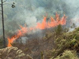 ¿Cómo prevenir incendios forestales durante el verano?