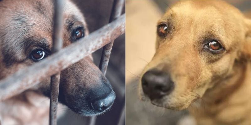 ¿Sospechas de maltrato animal? Así puedes actuar y denunciar el abuso a mascotas