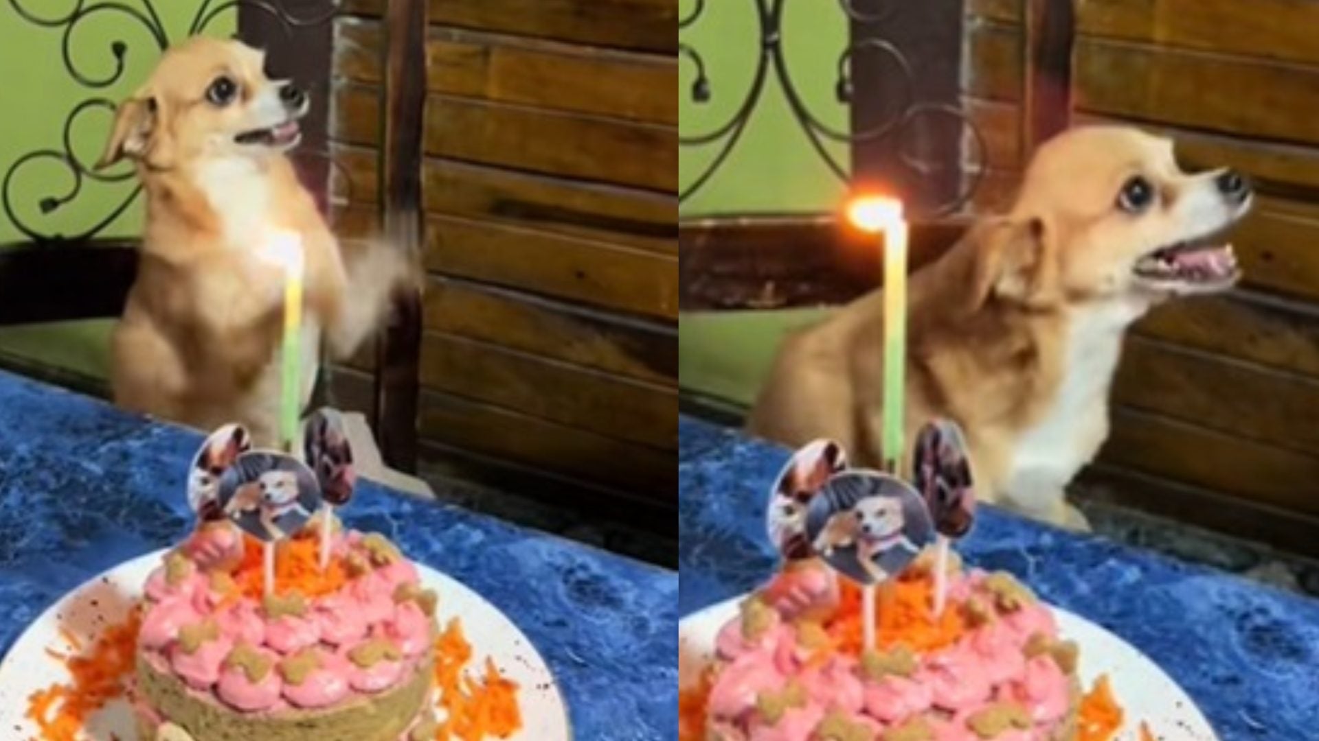cumpleaños chihuahua mascota sorprendió