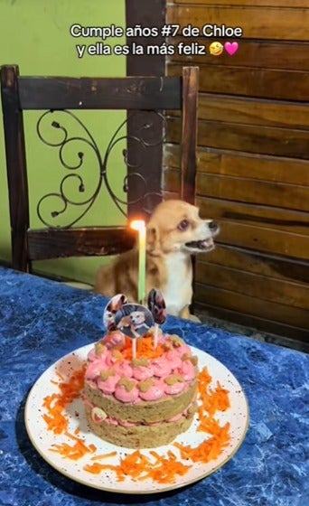 cumpleaños chihuahua mascota sorprendió