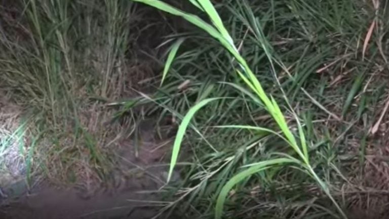 Encuentran cuerpo de hombre que habría muerto a pedradas en Tegucigalpa