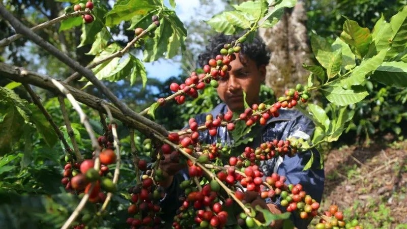Cafetaleros instan al gobierno liderar negociaciones post aranceles de Trump