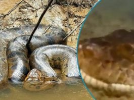 ¡Insólito! Encuentran serpiente con cabeza similar a la de un humano, ¿dónde ocurrió?