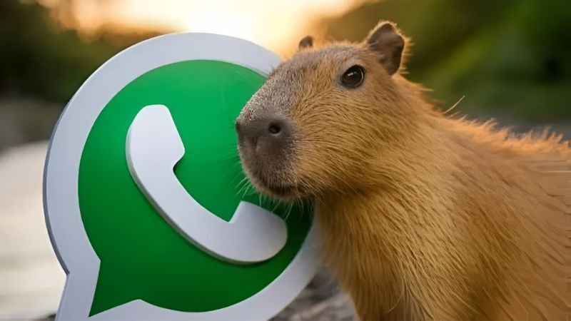 modo capibara en WhatsApp