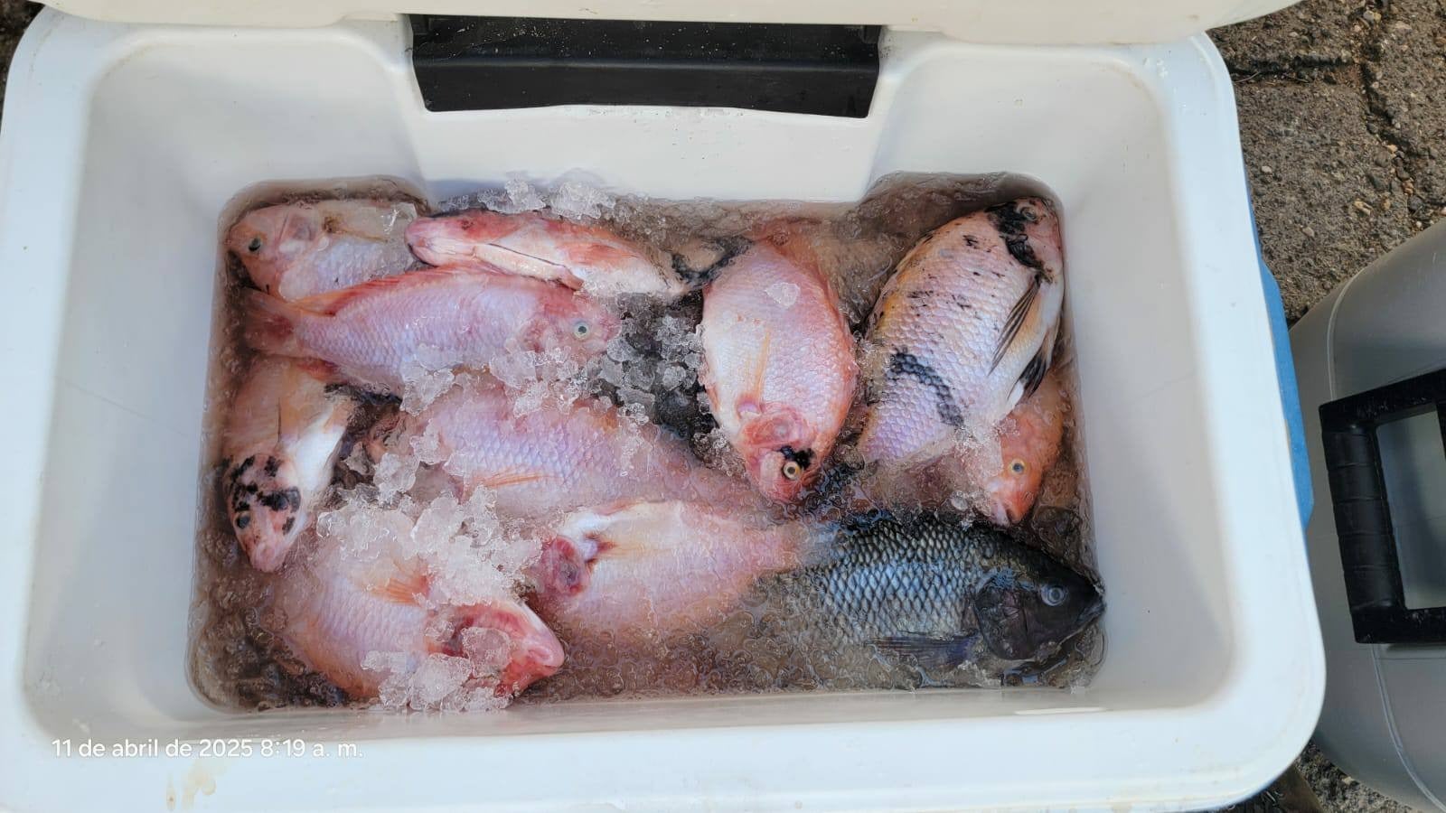 Aumentan L 5 los precios del pescado y mariscos en mercados de la capital