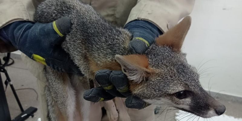 Rescatan a un zorro atrapado en un aula de computación de un instituto en la capital