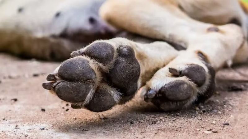Acusado envenenar cachorros detenido