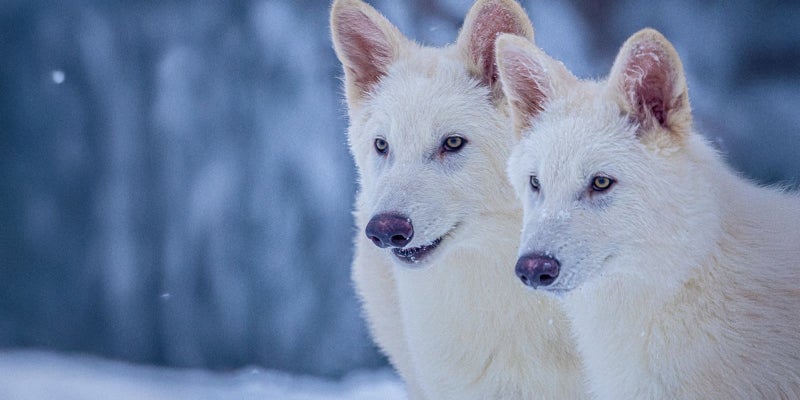 lobos
