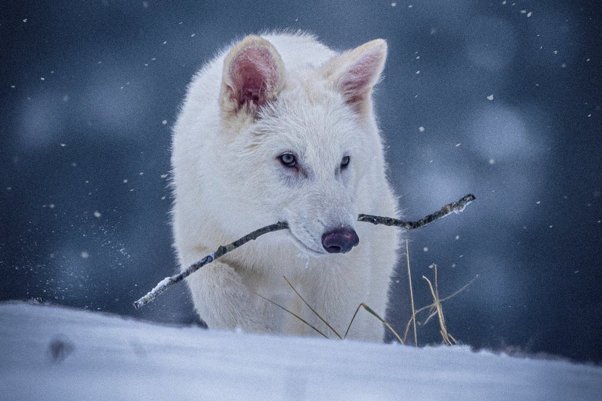 Lobo