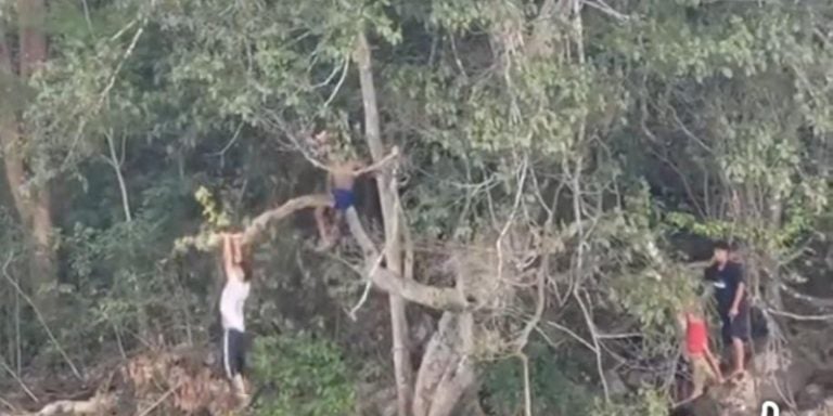 Niños se balancean peligrosamente en un árbol para lanzarse al río en Yoro