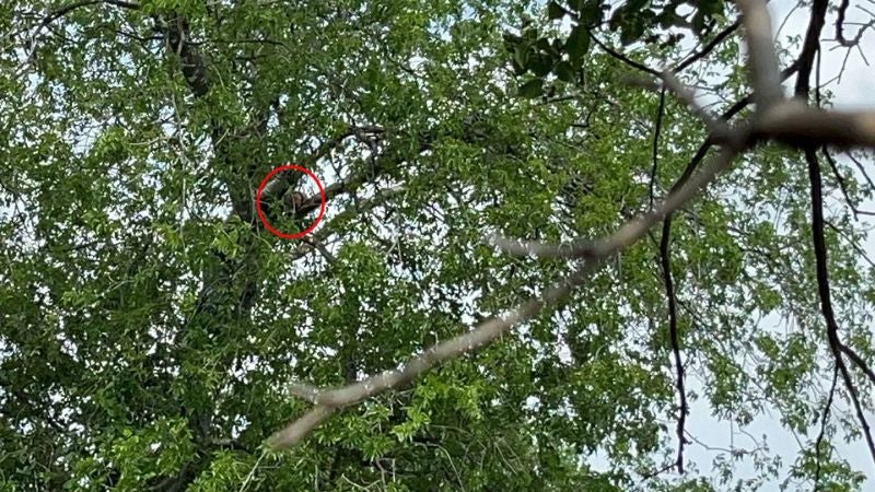 Migrante guatemalteco en un árbol 