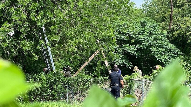 Migrante guatemalteco en un árbol