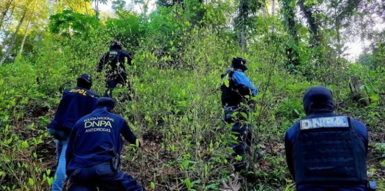Ubican plantación con unos 28 mil arbustos de coca en Iriona, Colón