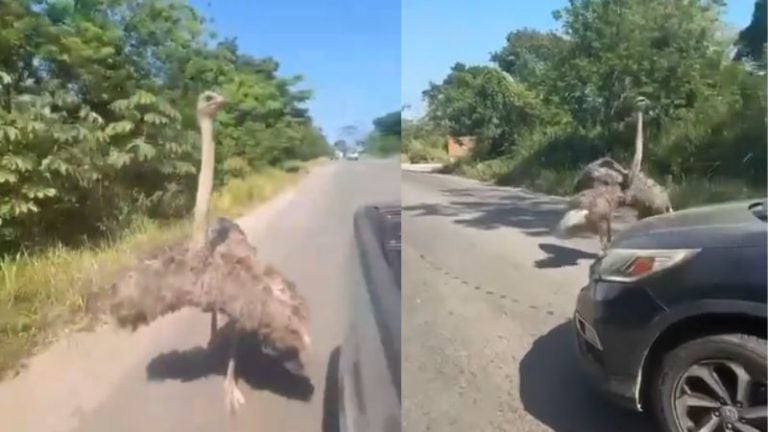 Sorprendente: captan avestruz cruzando una carretera en Honduras