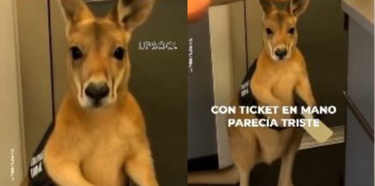 Historia sobre el canguro "que no pudo ingresar a un avión"