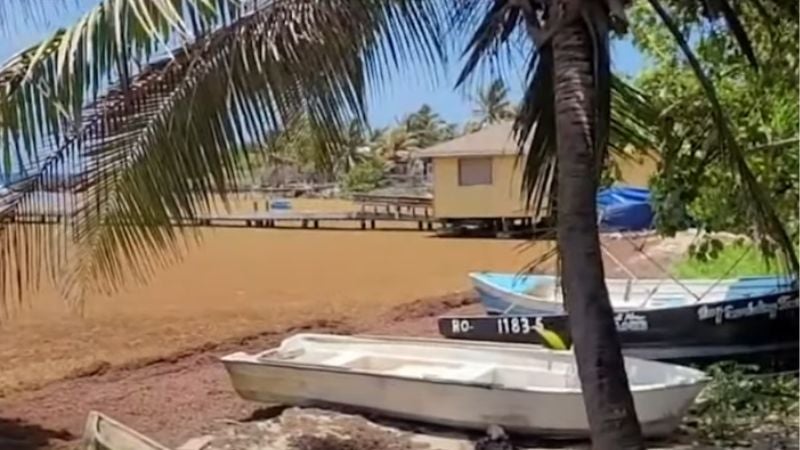Contaminación Sargazo Roatán (1)