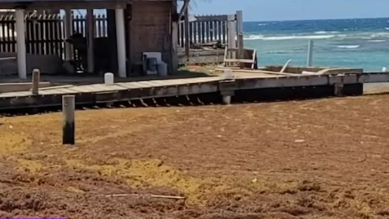 Contaminación Sargazo Roatán (2)