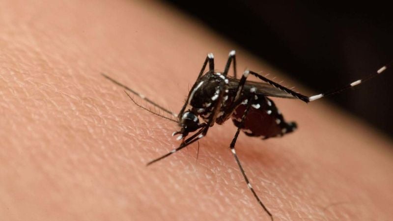 Colonias casos de dengue 