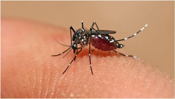 Casos de dengue en Tegucigalpa