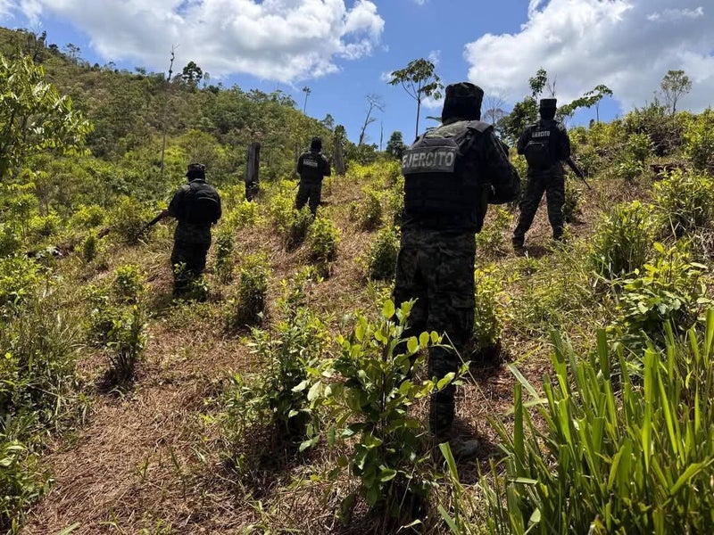 Descubren plantación de coca reserva de Patuca