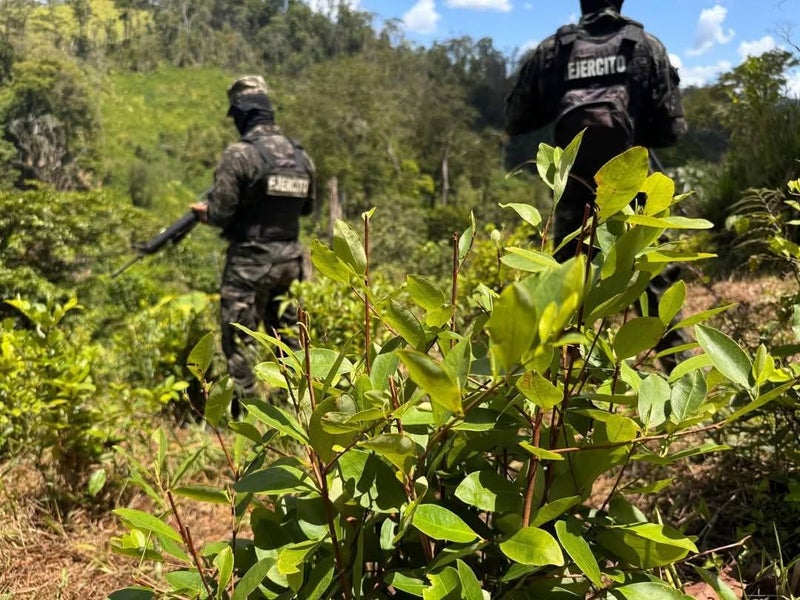 Descubren plantación de coca reserva de Patuca