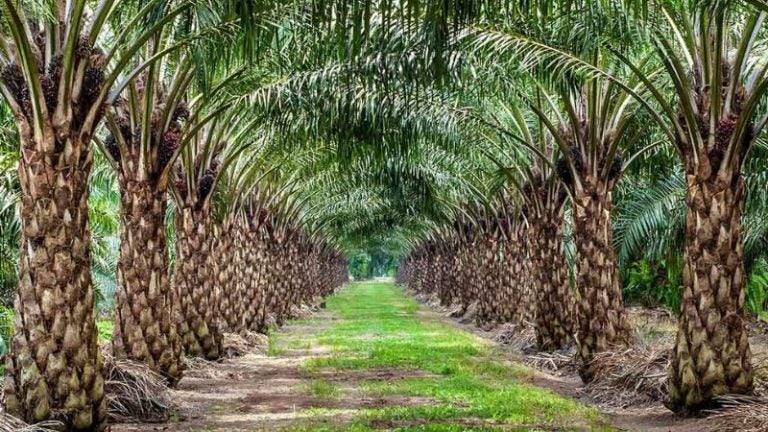 Familia desaparece de finca de palma africana