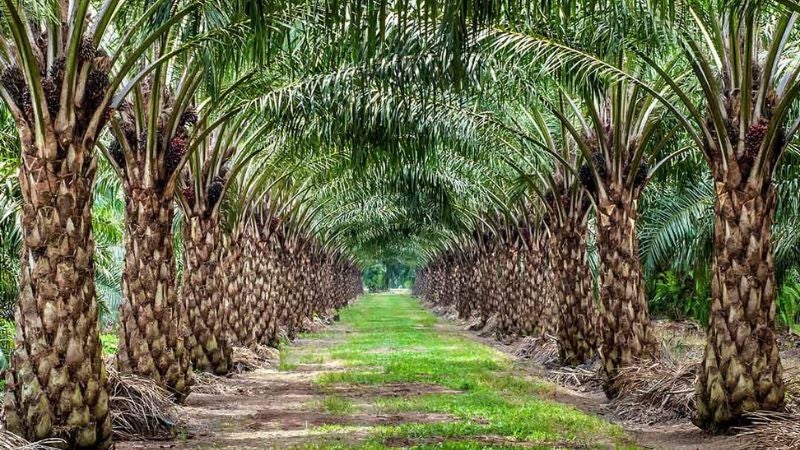 Familia desaparece de finca de palma africana