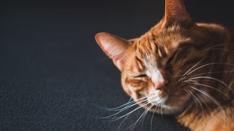 Gripe aviar también afecta a los gatos: alerta por riesgo de nueva pandemia
