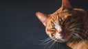 gripe-aviar-en-gatos
