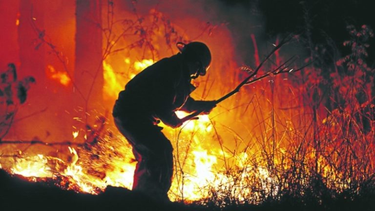 Más del 90% de los crímenes ambientales siguen en la impunidad: ASJ