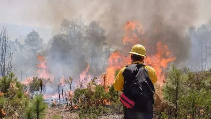 Incendios forestales arrasan hectárea