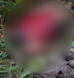 Tutule cadáver en avanzado estado de descomposición 