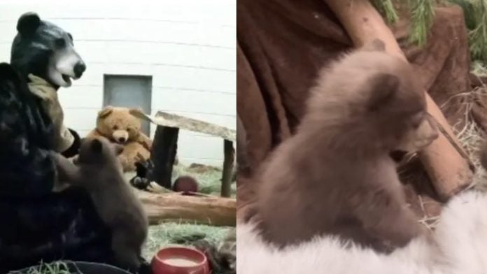 Viral