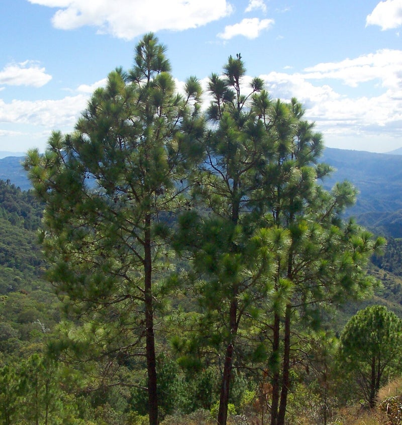 propagación de chapulines en bosques Catacamas