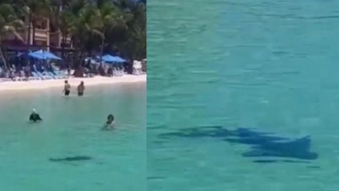 Tiburón en Roatán