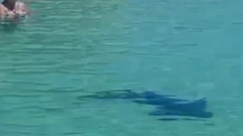 Tiburón en Roatán