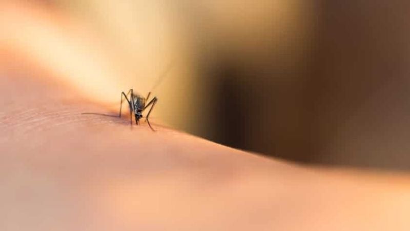 dengue