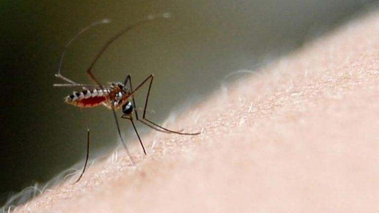dengue