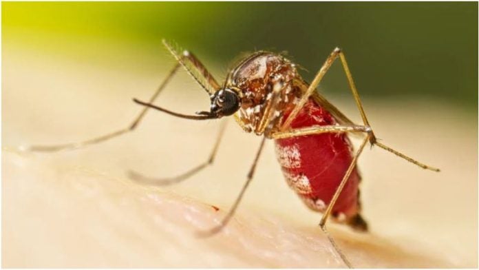 dengue en Honduras