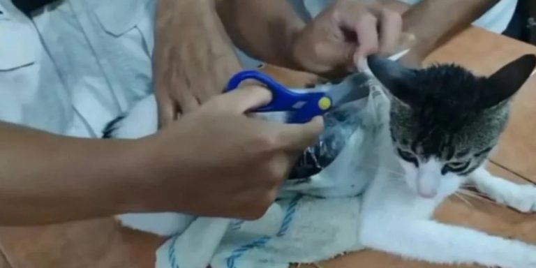 gato