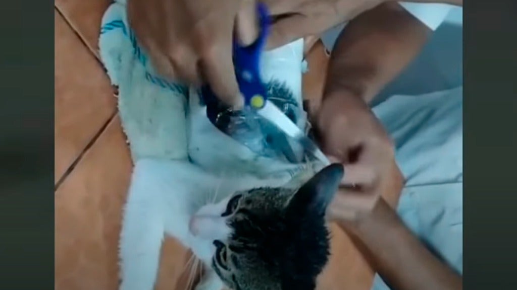 gato