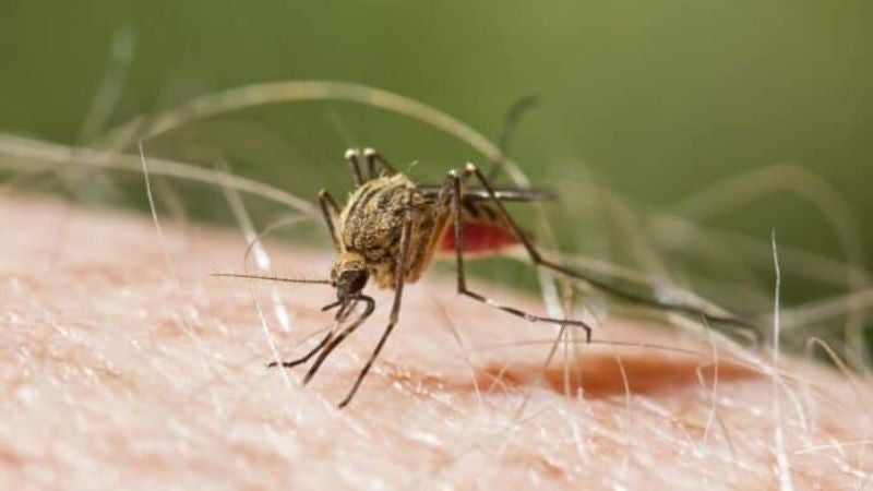 Brote de malaria en Islas de la Bahía