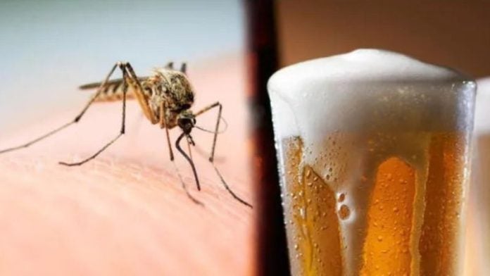 ¡Ni los zancudos perdonan! Se van directo al que anda borracho, según la ciencia